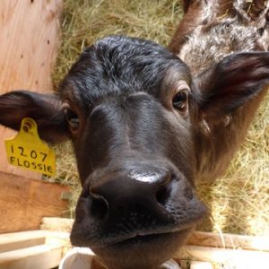 NaturalPastures ColemanMeadowWaterBuffalo Flossie LOWRESWEB copy