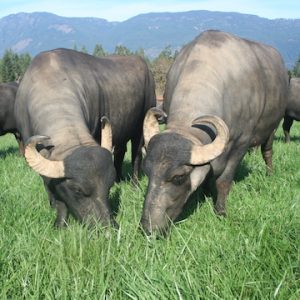 NaturalPastures ColemanMeadowWaterBuffalo FreshGrass copy