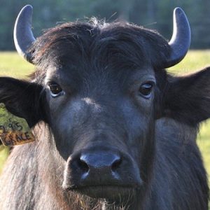NaturalPastures ColemanMeadowWaterBuffalo Grace LOWRESWEB copy