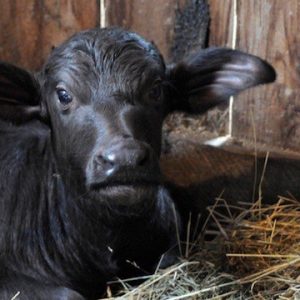 NaturalPastures ColemanMeadowWaterBuffalo Loretta LOWRESWEB copy
