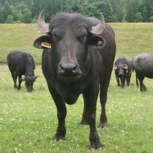 NaturalPastures ColemanMeadowWaterBuffalo Lotus copy