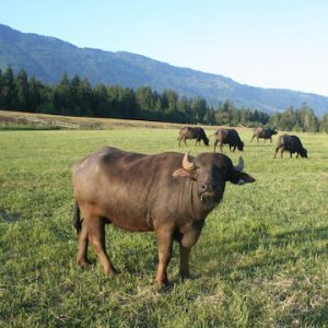 NaturalPastures ColemanMeadowWaterBuffalo Louise copy