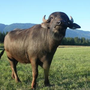 NaturalPastures ColemanMeadowWaterBuffalo Louise2 copy